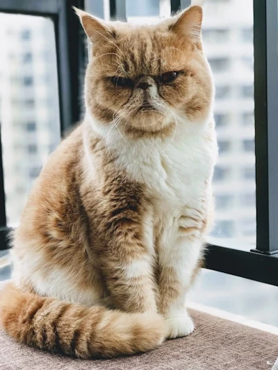 Котёнок британец ищет дом